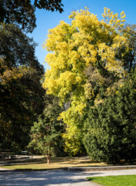 Schloss Bruchsal - Schlossgarten - Nordostseite / von Osten - Blick auf einen Baum (Celtis australis / europäischer Zürgelbaum) im herbstlichen Sonnenlicht (aufgenommen im Oktober 2018, am frühen Nachmittag)