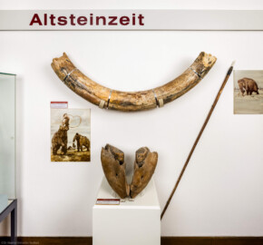 Städtisches Museum Bruchsal - Schloss Bruchsal - Hauptbau / Corps de Logis - Östlicher Raum, Bereich Altsteinzeit - Blick auf den Stoßzahn eines Altmammuts / Steppenmammuts (Mammuthus trogontherii) (oben) sowie auf den Unterkiefer eines Steppenelefanten (Parelephas trogontherii) (unten) (aufgenommen im November 2020, am späten Nachmittag)