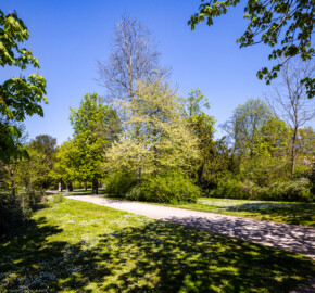 Schloss Bruchsal - Schlossgarten - Südlich der Mitte des Gartens - Blick nach Nordosten auf grünende Bäume und Sträucher im Sonnenlicht (aufgenommen im April 2021, am Nachmittag) Schloss Bruchsal - Schlossgarten - Südlich der Mitte des Gartens - Blick nach Nordosten auf grünende Bäume und Sträucher im Sonnenlicht (aufgenommen im April 2021, am Nachmittag)