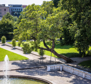 Schloss Bruchsal - Schlossterrasse - Südseite - Von Nordost - Blick vom Gartenbalkon des Hauptbaus auf die südliche Terrasse mit dem abgestützten alten Baum (aufgenommen im Juli 2021, am Nachmittag) Schloss Bruchsal - Schlossterrasse - Südseite - Von Nordost - Blick vom Gartenbalkon des Hauptbaus auf die südliche Terrasse mit dem abgestützten alten Baum (aufgenommen im Juli 2021, am Nachmittag)