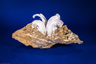 Städtisches Museum Bruchsal - Schloss Bruchsal - Hauptbau / Corps de Logis - Mineraliensammlung - "Gips-Locke", CaSO4 - 2 H2O, aus Hohlraum; Trigonodusdolomit, Rollenberg-West (Mineral aus dem Rollenberg, ca. 3 km nordöstlich von Bruchsal; geborgen um 1988 beim Bau des Rollenbergtunnels)  (aufgenommen im November 2021, am Nachmittag)