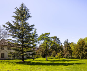 Schloss und Schlossgarten Schwetzingen - Garten - Arboretum, Sektor B, Vorplatz - Von Nordost - Blick auf den Vorplatz zum Arboretum; links Anbauten der Neuen Orangerie; der große Baum links ist eine Himalaja-Zeder (Cedrus deodara) (aufgenommen im April 2023, um die Mittagszeit)