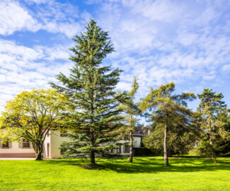 Schloss und Schlossgarten Schwetzingen - Garten - Arboretum, Sektor B, Vorplatz - Von Nordost - Blick auf den Vorplatz zum Arboretum; im Hintergrund die Nordseite der Neuen Orangerie; der Baum ganz links ist ein Amerikanisches Gelbholz (Cladrastis lutea), der hohe Baum links der Mitte eine Himalaja-Zeder (Cedrus deodara), die beiden Bäume rechts davon sind Japanische Lärchen (Larix kaempferi) und der große Baum ganz rechts ist eine Europäische Lärche (Larix decidua) (aufgenommen im August 2023, am Vormittag)