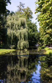 Schloss und Schlossgarten Schwetzingen - Garten - Kanal westlich des Apollotempels - Von Süden - Blick nach Norden auf den Kanal (in der Nähe des Apollotempels) und auf eine Trauerweide, im Hintergrund eine weisse Brücke über den Kanal (aufgenommen im September 2023, am Nachmittag)