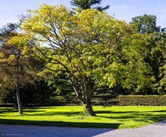 Schloss und Schlossgarten Schwetzingen - Garten - Arboretum, Sektor B, Vorplatz - Von Südost - Blick auf den Vorplatz zum Arboretum; der Baum in der Mitte ist ein Amerikanisches Gelbholz (Cladrastis lutea) (aufgenommen im September 2023, am späten Nachmittag)