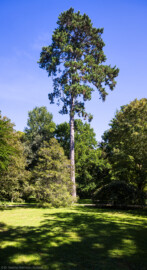 Schloss und Schlossgarten Schwetzingen - Garten - Anlagen - Arboretum, Sektor E - Von Westen - Blick nach Osten auf Bäume; der hohe Baum in der Mitte ist eine Österreichische Schwarzkiefer, auch Schwarzföhre genannt (Pinus nigra) (aufgenommen im September 2023, am Nachmittag)