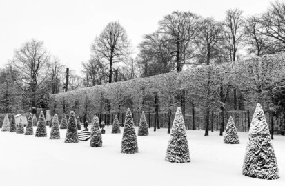 Schloss und Schlossgarten Schwetzingen - Garten - Nördliche Grüne Galerie (zwischen ehemaligem Spiegelbassin und nördlicher Angloise) - Von Südost - Blick vom Hirschbassin auf die nördliche Grüne Galerie aus zugeschnittenen Linden bei Schneefall; links (südlich) davor kegelförmig zugeschnittene Koniferen, rechts (nördlich) dahinter die nördliche Angloise  (aufgenommen im Januar 2024, am frühen Nachmittag)