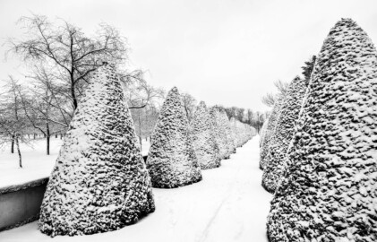 Schloss und Schlossgarten Schwetzingen - Garten - Querachse Löwenallee - Von Norden - Blick vom Tor mit den beiden Löwen am Eingang zum Türkischen Garten nach Süden auf die Allee mit beidseitigen kegelförmig beschnittenen Koniferen im Schneefall; links (östlich) der Obstgarten, rechts (westlich) der Türkische Garten (aufgenommen im Januar 2024, am frühen Nachmittag) Schloss und Schlossgarten Schwetzingen - Garten - Querachse Löwenallee - Von Norden - Blick vom Tor mit den beiden Löwen am Eingang zum Türkischen Garten nach Süden auf die Allee mit beidseitigen kegelförmig beschnittenen Koniferen im Schneefall; links (östlich) der Obstgarten, rechts (westlich) der Türkische Garten (aufgenommen im Januar 2024, am frühen Nachmittag)
