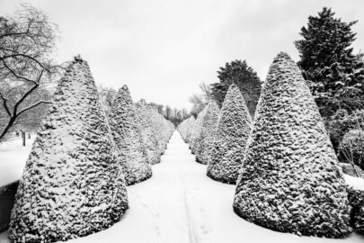 Schloss und Schlossgarten Schwetzingen - Garten - Querachse Löwenallee - Von Norden - Blick vom Tor mit den beiden Löwen am Eingang zum Türkischen Garten nach Süden auf die Allee mit beidseitigen kegelförmig beschnittenen Koniferen im Schneefall; links (östlich) der Obstgarten, rechts (westlich) der Türkische Garten (aufgenommen im Januar 2024, am frühen Nachmittag) Schloss und Schlossgarten Schwetzingen - Garten - Querachse Löwenallee - Von Norden - Blick vom Tor mit den beiden Löwen am Eingang zum Türkischen Garten nach Süden auf die Allee mit beidseitigen kegelförmig beschnittenen Koniferen im Schneefall; links (östlich) der Obstgarten, rechts (westlich) der Türkische Garten (aufgenommen im Januar 2024, am frühen Nachmittag)