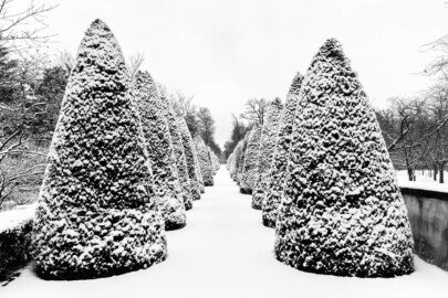 Schloss und Schlossgarten Schwetzingen - Garten - Querachse Löwenallee - Von Süden - Blick von der Längsachse Zähringerallee (am Kanal, längs der Zähringerstraße) nach Norden auf die Allee mit beidseitigen kegelförmig beschnittenen Koniferen im Schneefall; links (westlich) der Türkische Garten, rechts (östlich) der Obstgarten (aufgenommen im Januar 2024, am Nachmittag) Schloss und Schlossgarten Schwetzingen - Garten - Querachse Löwenallee - Von Süden - Blick von der Längsachse Zähringerallee (am Kanal, längs der Zähringerstraße) nach Norden auf die Allee mit beidseitigen kegelförmig beschnittenen Koniferen im Schneefall; links (westlich) der Türkische Garten, rechts (östlich) der Obstgarten (aufgenommen im Januar 2024, am Nachmittag)