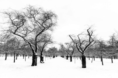Schloss und Schlossgarten Schwetzingen - Garten - Obstgarten - Von Osten - Blick vom östlichen Eingang des Obstgartens nach Westen auf die Kirschbäume im Schnee; im Hintergrund die Kuppel der Moschee (aufgenommen im Januar 2024, am Nachmittag)