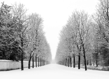 Schloss und Schlossgarten Schwetzingen - Garten - Schwarzmeerallee - Von Osten - Blick nach Westen auf die Schwarzmeerallee mit den Kastanienbäumen bei Schneefall; links die Mauer des Arboretum, rechts der Kanal entlang des Arborium Theodoricum  (aufgenommen im Januar 2024, um die Mittagszeit)