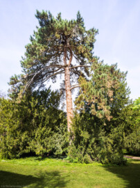 Schloss und Schlossgarten Schwetzingen - Garten - Anlagen - Arboretum, Sektor C (westlich des östlichen Tors) - Von Süden - Blick auf einen Baum (aufgenommen im April 2024, um die Mittagszeit)