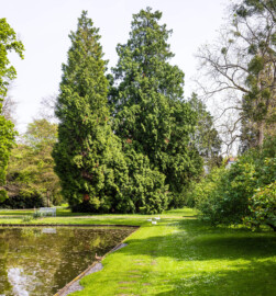 Schloss und Schlossgarten Schwetzingen - Garten - Anlagen - Arboretum, Sektor C (östlich des Arboretumweihers) - Von Westen - Blick auf die Südostseite des Arboretumweihers sowie auf Bäume (aufgenommen im April 2024, am frühen Nachmittag)
