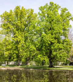 Schloss und Schlossgarten Schwetzingen - Garten - Anlagen - Arboretum, Sektor C (östlich des Arboretumweihers) - Von Südwest - Blick auf die Nordostseite des Arboretumweihers sowie auf Bäume (aufgenommen im April 2024, am frühen Nachmittag)