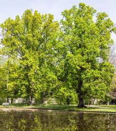Schloss und Schlossgarten Schwetzingen - Garten - Anlagen - Arboretum, Sektor C (östlich des Arboretumweihers) - Von Südwest - Blick auf die Nordostseite des Arboretumweihers sowie auf Bäume (aufgenommen im April 2024, am frühen Nachmittag) Schloss und Schlossgarten Schwetzingen - Garten - Anlagen - Arboretum, Sektor C (östlich des Arboretumweihers) - Von Südwest - Blick auf die Nordostseite des Arboretumweihers sowie auf Bäume (aufgenommen im April 2024, am frühen Nachmittag)