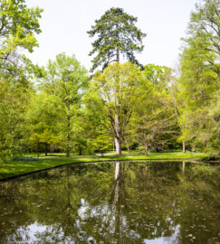 Schloss und Schlossgarten Schwetzingen - Garten - Anlagen - Arboretum, Sektor F (nördlich des Arboretumweihers) - Von Süden - Blick auf die Westseite des Arboretumweihers sowie auf Bäume (aufgenommen im April 2024, am Nachmittag)