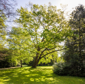 Schloss und Schlossgarten Schwetzingen - Garten - Anlagen - Arboretum, Sektor C (östlich des Arboretumweihers) - Von Westen - Blick auf Bäume (aufgenommen im April 2024, am späten Vormittag)