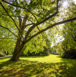 Schloss und Schlossgarten Schwetzingen - Garten - Anlagen - Arboretum, Sektor C (östlich des Arboretumweihers) - Von Westen - Blick auf einen Baum (aufgenommen im April 2024, am späten Vormittag)