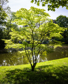 Schloss und Schlossgarten Schwetzingen - Garten - Anlagen - Arboretum, Sektor F (nordwestlich des Arboretumweihers) - Von Norden - Blick auf einen Fächer-Ahorn (Acer palmatum) am Rand des Arboretum-Weihers (aufgenommen im April 2024, am späten Vormittag)