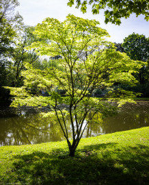 Schloss und Schlossgarten Schwetzingen - Garten - Anlagen - Arboretum, Sektor F (nordwestlich des Arboretumweihers) - Von Norden - Blick auf einen Fächer-Ahorn (Acer palmatum) am Rand des Arboretum-Weihers (aufgenommen im April 2024, am späten Vormittag) Schloss und Schlossgarten Schwetzingen - Garten - Anlagen - Arboretum, Sektor F (nordwestlich des Arboretumweihers) - Von Norden - Blick auf einen Fächer-Ahorn (Acer palmatum) am Rand des Arboretum-Weihers (aufgenommen im April 2024, am späten Vormittag)
