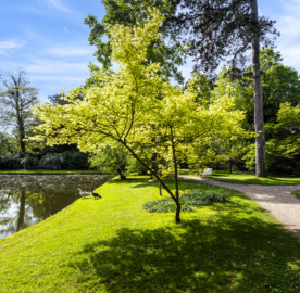 Schloss und Schlossgarten Schwetzingen - Garten - Anlagen - Arboretum, Sektor F (westlich des Arboretumweihers) - Von Norden - Blick auf Bäume am Rand des Arboretum-Weihers (aufgenommen im April 2024, am späten Vormittag)