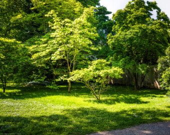 Schloss und Schlossgarten Schwetzingen - Garten - Anlagen - Arboretum, Sektor F (südlich des Wegs zum östlichen Tor des Fasanenhofs) - Von Nordost - Blick auf Sträucher und Bäume östlich des Fasanenhofs; der größere helle Strauch (links der Bildmitte) ist eine frühblühende Tulpen-Magnolie 'Superba' (Magnolia x soulangiana 'Superba'; Kreuzung aus der Magnolia liliflora und der Magnolia denudata); der kleinere helle Strauch (rechts der Bildmitte) ist eine Messels-Magnolie (Magnolia x loebneri 'Leonard Messel'; Kreuzung von Magnolia stellata und Magnolia kobus) (aufgenommen im Mai 2024, am späten Vormittag)
