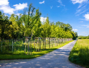 Schloss und Schlossgarten Schwetzingen - Garten - Baumschule am Schwarzen Meerle - Von Norden - Blick von der Nordostecke (dem Durchgang zum Garten) nach Südwesten auf eine kleine Baumschule (Größe des gesamten Areals: ca. 300 x 120 Meter) (aufgenommen im Mai 2024, am Vormittag) Schloss und Schlossgarten Schwetzingen - Garten - Baumschule am Schwarzen Meerle - Von Norden - Blick von der Nordostecke (dem Durchgang zum Garten) nach Südwesten auf eine kleine Baumschule (Größe des gesamten Areals: ca. 300 x 120 Meter) (aufgenommen im Mai 2024, am Vormittag)