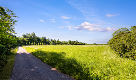 Schloss und Schlossgarten Schwetzingen - Garten - Baumschule am Schwarzen Meerle - Von Norden - Blick von der Nordwestecke nahe dem Gärtnerhaus nach Süden über das Areal; im Nordosten (ganz links hinter dem Gebüsch, außerhalb des Bildes) befindet sich eine Versuchsbaumschule, im Südosten (vor der Baumreihe in der Bildmitte) werden Bäume und Sträucher aufgeschult (Größe des Areals: ca. 300 x 120 Meter) (aufgenommen im Mai 2024, am Vormittag) Schloss und Schlossgarten Schwetzingen - Garten - Baumschule am Schwarzen Meerle - Von Norden - Blick von der Nordwestecke nahe dem Gärtnerhaus nach Süden über das Areal; im Nordosten (ganz links hinter dem Gebüsch, außerhalb des Bildes) befindet sich eine Versuchsbaumschule, im Südosten (vor der Baumreihe in der Bildmitte) werden Bäume und Sträucher aufgeschult (Größe des Areals: ca. 300 x 120 Meter) (aufgenommen im Mai 2024, am Vormittag)