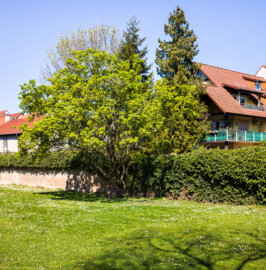 Schloss und Schlossgarten Schwetzingen - Garten - Gesandtenhausgarten (westlich des Gesandtenhauses / Amtsgerichts) - Von Süden - Blick auf einen Feuer-Ahorn (Acer ginnala, Baum-Nr. 76) an der nördlichen Mauer des Gesandtenhausgartens; hinter der Mauer verläuft der Leimbach (aufgenommen im April 2025, am frühen Nachmittag)