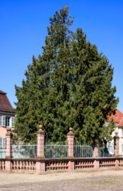 Schloss und Schlossgarten Schwetzingen - Schloss - Nahe dem Ehrenhof - Grünstreifen zwischen östlichem Ehrenhof und Leimbach - Nordostecke - Von Südwest - Blick auf einen Baum nahe der Nordostecke des Ehrenhofs (aufgenommen im April 2025, am Nachmittag)