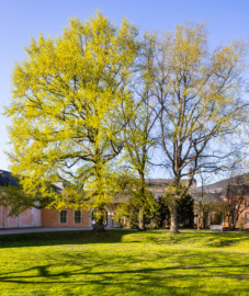Schloss und Schlossgarten Schwetzingen - Garten - Seepferdgarten - Von Süden - Blick auf drei große Stiel-Eichen (Quercus robur, Baum-Nummern 51-53) im Norden des Seepferdgartens; rechts davon (im Bild nicht sichtbar) befindet sich die Seepferdgruppe / der Seepferdbrunnen; ganz links der Südliche Zirkelbau, mittig der Verbindungsbau zwischen dem Südlichen Zirkelbau und dem Küchenflügel, im Hintergrund der Mittelbau des Schlosses (aufgenommen im April 2025, am späten Nachmittag)