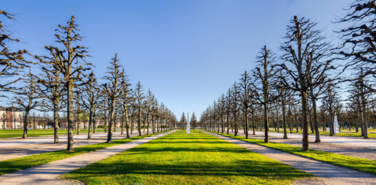 Schloss und Schlossgarten Schwetzingen - Garten - Kreisparterre - Nördöstliches  Rasenfeld bei den Obelisken - Von Norden - Zentraler Blick nach Süden auf das nordöstliche Rasenfeld; die vielen noch laublosen Bäume sind Holländische Linden (Tilia x europaea); in der Bildmitte ein Obelisk, rechts dahinter der Beckenrand des Arionbrunnens, ganz links die Westfassade des Schlossmittelbaus, rechts davon im Hintergrund der Südliche Zirkelbau (aufgenommen im April 2025, am frühen Abend)