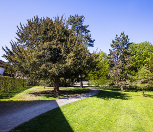 Schloss und Schlossgarten Schwetzingen - Garten - Arboretum, Sektor B, Vorplatz - Von Osten - Blick auf den südwestlichen Teil des Vorplatzes; der große Baum links ist eine Europäische Eibe (Taxus baccata) (aufgenommen im April 2025, am frühen Nachmittag) Schloss und Schlossgarten Schwetzingen - Garten - Arboretum, Sektor B, Vorplatz - Von Osten - Blick auf den südwestlichen Teil des Vorplatzes; der große Baum links ist eine Europäische Eibe (Taxus baccata) (aufgenommen im April 2025, am frühen Nachmittag)