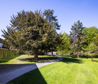 Schloss und Schlossgarten Schwetzingen - Garten - Arboretum, Sektor B, Vorplatz - Von Osten - Blick auf den südwestlichen Teil des Vorplatzes; der große Baum links ist eine Europäische Eibe (Taxus baccata) (aufgenommen im April 2025, am frühen Nachmittag)