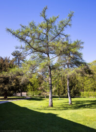 Schloss und Schlossgarten Schwetzingen - Garten - Arboretum, Sektor B, Vorplatz - Von Südost - Blick auf den westlichen Teil des Vorplatzes; die beiden Bäume (etwas rechts) sind Japanische Lärchen (Larix kaempferi (Lamb.) Carrière) (aufgenommen im April 2025, am frühen Nachmittag)