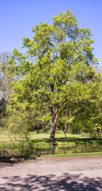 Schloss und Schlossgarten Schwetzingen - Garten - Anlagen - Englischer Garten um den Großen Weiher - Von Südwest - Blick auf einen Baum auf der südlichen Seite der Wiese westlich des Apollotempels und östlich der Chinesichen Brücke (aufgenommen im April 2025, am Nachmittag)