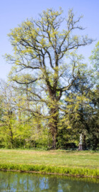 Schloss und Schlossgarten Schwetzingen - Garten - Anlagen - Englischer Garten um den Großen Weiher - Von Südost - Blick auf einen Baum auf der nördlichen Seite der Wiese westlich des Apollotempels und östlich der Chinesichen Brücke; rechts neben dem großen Baum eine Skulptur der Gnomika (eine allegorische Statue der Gnomik) (aufgenommen im April 2025, am Nachmittag)
