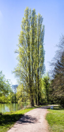 Schloss und Schlossgarten Schwetzingen - Garten - Anlagen - Englischer Garten um den Großen Weiher - Von Osten - Blick auf eine hohe Baumgruppe, bestehend aus drei Säulen-Pappeln (Populus nigra 'Italica', Baum-Nr. 4721 bis 4723), an der Nordostecke des Großen Weihers; der Weg führt nach rechts zur Chinesischen Brücke (aufgenommen im April 2025, am Nachmittag)