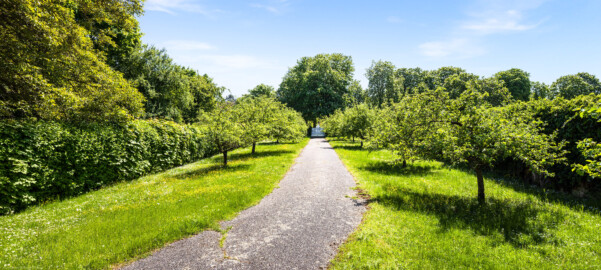 Schloss und Schlossgarten Schwetzingen - Sonstige Bauten - Altes Forstamt (Forsthausstraße 11) - Garten - Von Norden - Blick vom Weg zwischen dem Forstamt und der Zähringerstraße nach Süden auf das Tor zur Zähringerstraße; der Baum ganz links ist ein echter Walnußbaum (Juglans regia), links und rechts des Weges stehen viele Apfelbäume (Malus sylvestris agg) (aufgenommen im April 2025, am Nachmittag)
