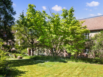 Schloss und Schlossgarten Schwetzingen - Sonstige Bauten im / Nähe Garten - Hofgärtnerhäuser, südlich Baumagazin - Garten (südöstlich) - Von Südosten - Blick in den Garten der Hofgärtnerhäuser; der Baum in der Bildmitte ist eine Honoki-Magnolie (Magnolia obovata), der Baum rechts davon ein Fächer-Ahorn (Acer palmatum)  (aufgenommen im April 2025, um die Mittagszeit)