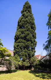 Schloss und Schlossgarten Schwetzingen - Sonstige Bauten im / Nähe Garten - Hofgärtnerhäuser, südlich Baumagazin - Garten (südöstlich) - Von Südwest - Blick auf einen Mammutbaum (wohl Sequoiadendron giganteum) (aufgenommen im April 2025, am frühen Nachmittag)