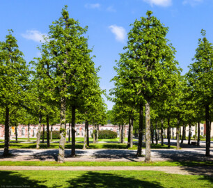 Schloss und Schlossgarten Schwetzingen - Garten - Kreisparterre - Nördliche  Rasenfelder bei den Obelisken - Von Westen - Blick vom nordwestlichen Rasenfeld nach Osten auf das nordöstliche Rasenfeld mit den in Kegelform geschnittenen Holländischen Linden (Tilia x europaea); mittig und links im Hintergrund der Nördliche Zirkelbau, rechts im Hintergrund die Westfassade des Mittelbaus (aufgenommen im April 2025, am späten Nachmittag)