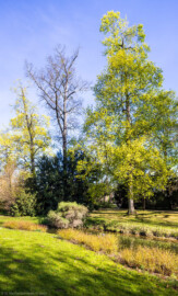 Schloss und Schlossgarten Schwetzingen - Garten - Anlagen - Arborium Theodoricum, Sektor A - Von Südost - Blick nach Nordwest auf zwei Spitz-Ahorne (Acer platanoides, links Baum-Nr. 1761, rechts Baum-Nr. 1754) mit einer Vielzahl gelbgrüner Blütenstände vor dem Laubaustrieb im kleinen Tal mit dem Wasserlauf östlich des Tempels der Botanik (aufgenommen im April 2026, am Vormittag)
