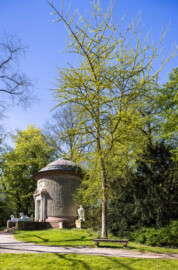 Schloss und Schlossgarten Schwetzingen - Garten - Arborium Theodoricum / Tempel der Botanik - Von Nordost - Blick vom Gewässer beim Römischen Wasserkastell nach Südwest auf einen Fächerblattbaum (Ginkgobaum / Ginkgo biloba), der am 13. September 2000 zum Gedenken an den 250. Geburtstag von Friedrich Ludwig Sckell (* 13. September 1750, † 24. Februar 1823) im Arborium Theodoricum nahe dem Tempel der Botanik gepflanzt wurde (Tempel: Durchmesser ca. 7 Meter; Bauzeit: 1777-1780; Architekt: Nicolas de Pigage) (aufgenommen im April 2026, um die Mittagszeit)