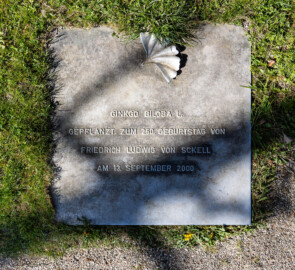 Schloss und Schlossgarten Schwetzingen - Garten - Arborium Theodoricum / Tempel der Botanik - Tafel zum Gedenken an den 250. Geburtstag von Friedrich Ludwig Sckell (* 13. September 1750, † 24. Februar 1823) im Arborium Theodoricum, nahe dem Tempel der Botanik, unter dem Fächerblattbaum (Ginkgobaum / Ginkgo biloba), der am 13. September 2000 zu Ehren von Sckell gepflanzt wurde; Inschrift der Tafel: "GINKGO BILOBA L. / GEPFLANZT ZUM 250. GEBURTSTAG VON / FRIEDRICH LUDWIG VON SCKELL / AM 13. September 2000" (Tempel: Durchmesser ca. 7 Meter; Bauzeit: 1777-1780; Architekt: Nicolas de Pigage) (aufgenommen im April 2026, um die Mittagszeit)