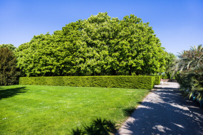 Schloss und Schlossgarten Schwetzingen - Garten - Schwarzmeerallee / Arboretum, Sektor B, Vorplatz - Von Südost - Blick nach Nordwest über den Vorplatz zum Arboretum auf gewöhnliche Rosskastanien (Aesculus hippocastanum) am östlichen Ende der Schwarzmeerallee (aufgenommen im April 2026, am späten Vormittag)