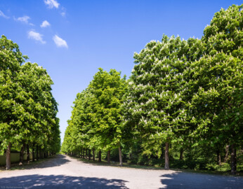Schloss und Schlossgarten Schwetzingen - Garten - Schwarzmeerallee - Von Osten - Blick nach Westen auf die Schwarzmeerallee mit den gewöhnlichen Rosskastanien (Aesculus hippocastanum); links die nördliche Umfassungsmauer des Arboretums, rechts der Kanal entlang des Arborium Theodoricum (aufgenommen im April 2026, am späten Vormittag)