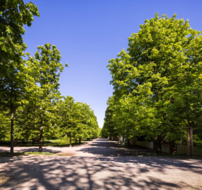 Schloss und Schlossgarten Schwetzingen - Garten - Querachse Schwarzmeer - Von Süden - Blick nach Norden auf die Allee der Querachse Schwarzmeer, bepflanzt mit gemeinen Rosskastanien (Aesculus hippocastanum); im Vordergrund kreuzt die Allee der Längsachse Orangeriegarten; links (verschattet durch Bäume) der Leimbachkanal, rechts die Außenmauer des Bosketts des Naturtheaters (aufgenommen im April 2026, um die Mittagszeit)