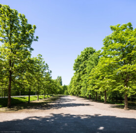 Schloss und Schlossgarten Schwetzingen - Garten - Längsachse Orangeriegarten - Von Osten - Blick von der Südwestecke des Boskett des Naturtheaters nach Westen auf einen Nebenweg mit gewöhnlichen Rosskastanien (Aesculus hippocastanum); ganz links der Weg der Längsachse Orangeriegarten, ganz rechts (verschattet durch Bäume) der Leimbachkanal (aufgenommen im April 2026, um die Mittagszeit)